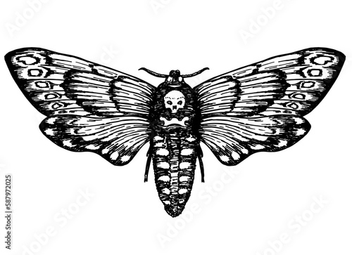 Butterfly Dead Head. Death s head hawk moth. Hand drawn vector ink illustration in trendy engraved style. Moth design tattoo sketch. Vintage drawing for t shirt print, poster, coloring book. Tattoo