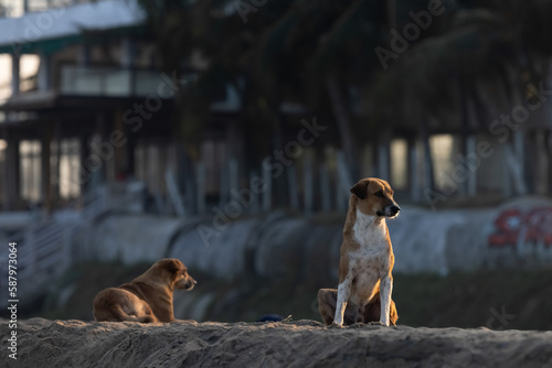 Two hungry abandoned dogs on the beach. Protect animals. Attitude towards pets. © Anton