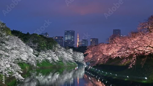 東京都千代田区九段の千鳥ヶ淵のライトアップされた桜