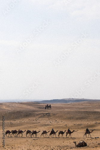 camelos no deserto do sahara cairo egito