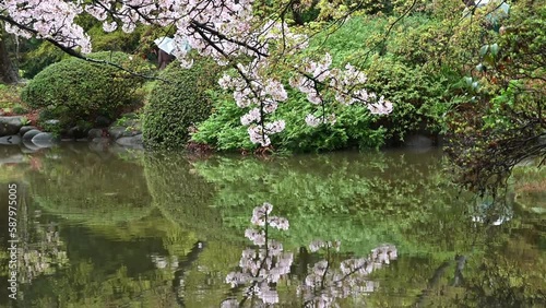 東京都新宿区の公園に咲く桜