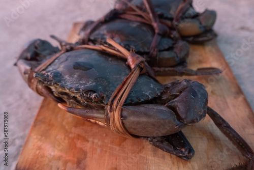 tied black mud crab. Australian Giant Mud Crab (Scylla serrata). Freshly caught and alive