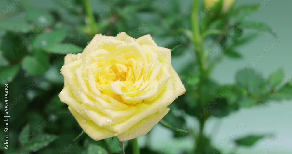 beautiful roses flowers in a windy day. beautiful roses flowers in a windy day.