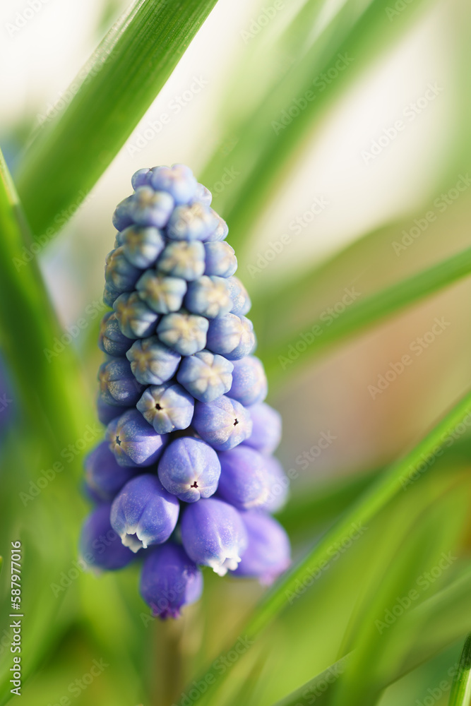 Obraz premium Traubenhyazinthe
