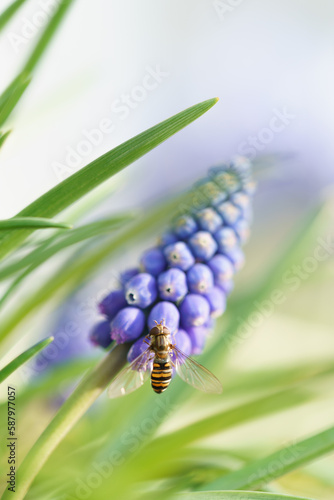 Traubenhyazinthe mit Schwebfliege photo