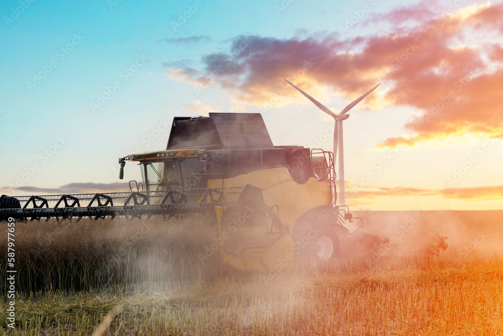 Fototapeta premium Wheat harvesting in the summer season by a modern combine harvester. Farmers securing food supply and feeding the nation