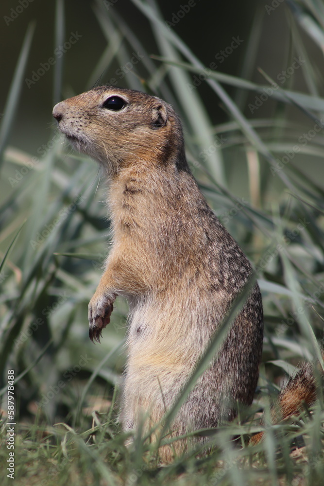 Naklejka premium lonely gopher on a green summer lawn