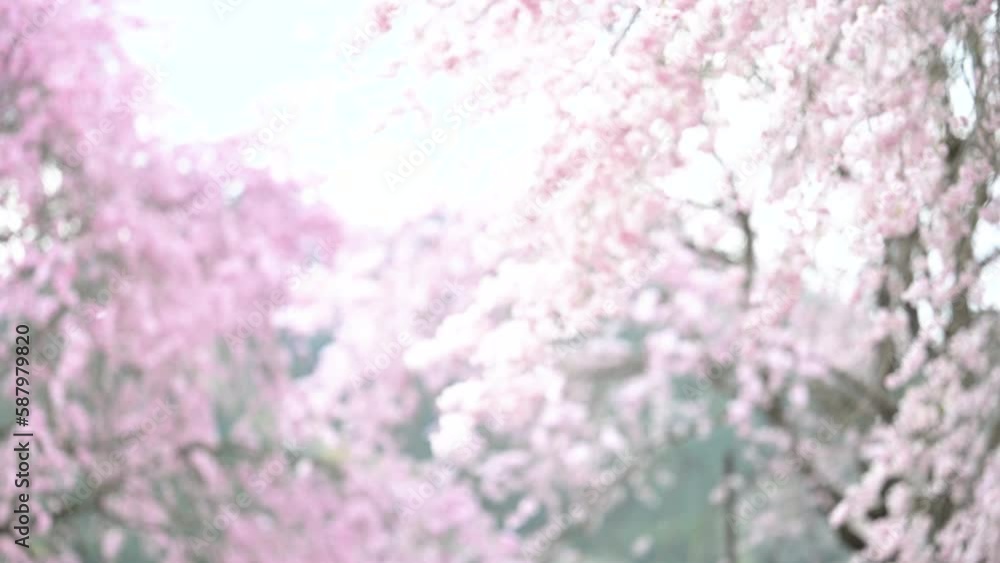 満開の桜をスマートフォンで撮影する男性 満開の桜をスマートフォンで撮影する男性