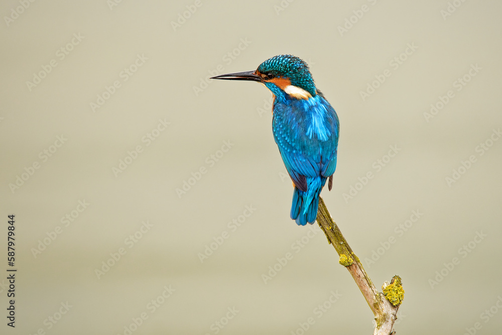 Obraz premium Europäischer Eisvogel (Alcedo attis) sitzt auf einem Zweig