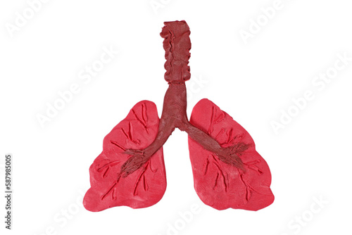 plasticine human lungs model isolated on white. Respiratory system