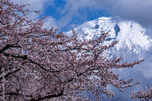 Wallpaper Mural 富士桜 Torontodigital.ca