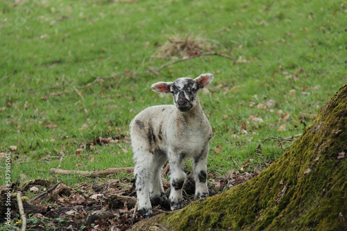A Black and White Newly Born Baby Lamb. © daseaford