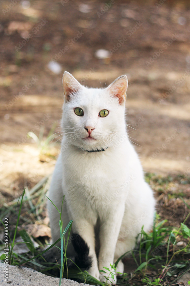 British white shorthair cat with green eyes relaxing and sitting in garden. Cat is resting and looking at camera British white shorthair cat with green eyes relaxing and sitting in garden. Cat is resting and looking at camera
