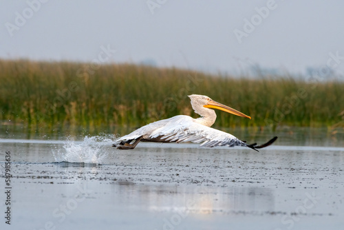 Billede på lærred Dalmatian pelican or Pelecanus crispus, observed in Nalsarovar in Gujarat, India