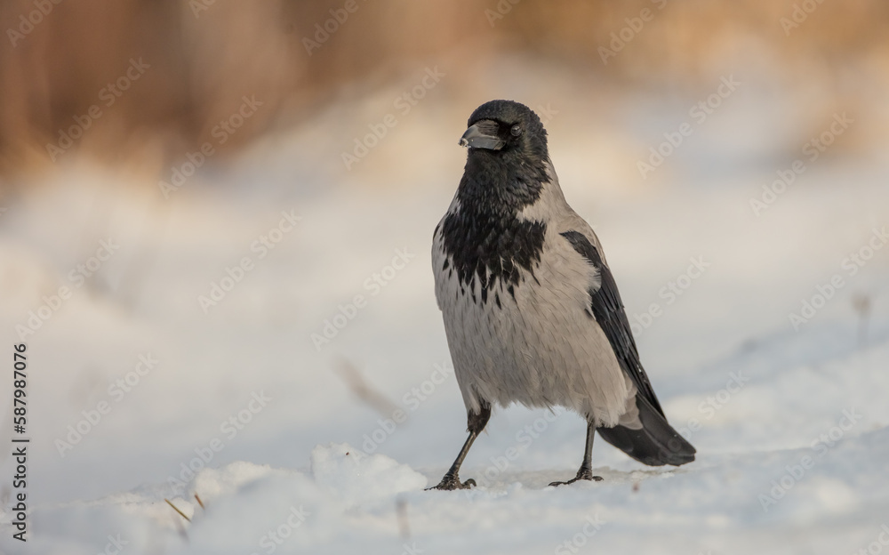 Hooded Crow - at the wet forest in early spring Hooded Crow - at the wet forest in early spring