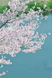 水面とソメイヨシノの桜の花