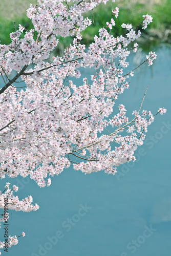 水面とソメイヨシノの桜の花