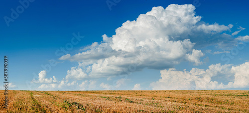 Wheat fields, stubble patterns under a beautiful blue sky with beautiful cumu...