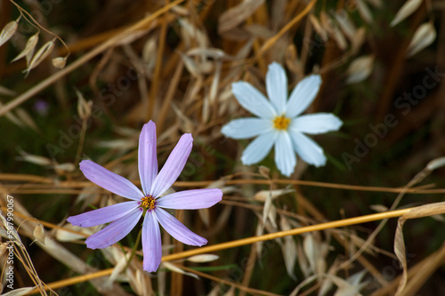 Beautiful two cosmeya flowers growing in the middle of a field with stubble left