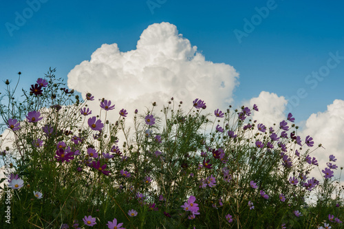 Beautiful cosmos flowers in garden under sky