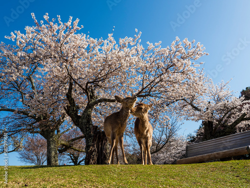 桜の木の下で休む鹿