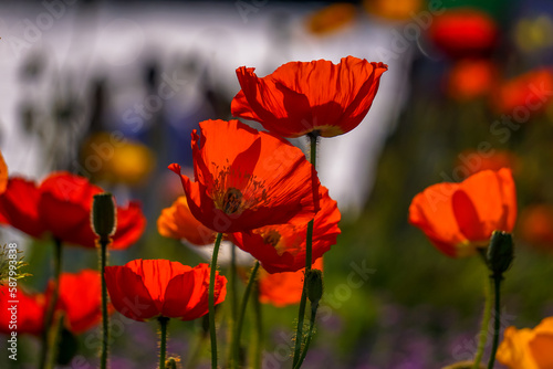 Poppies in the sunlgiht