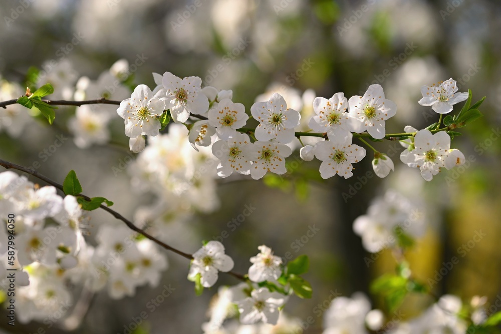 Flowering tree. Beautiful spring background with nature. Colorful flowers in spring time. Flowering tree. Beautiful spring background with nature. Colorful flowers in spring time.