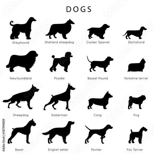 PERROS