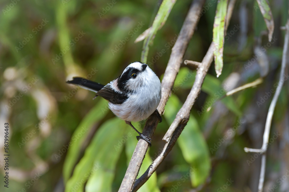 Obraz premium 庭や公園を訪れるぬいぐるみみたいなかわいい小鳥エナガ