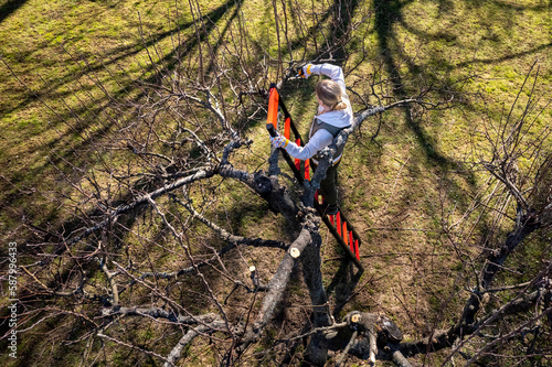 Aerial view of a woman pruning fruit trees in her garden from a ladder.  Springtime gardening jobs.