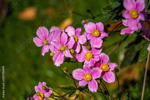 Beautiful rose flowers