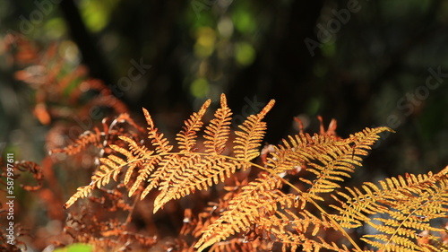Fern leaf in orange color autumn season