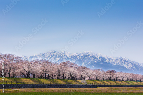 季節の花