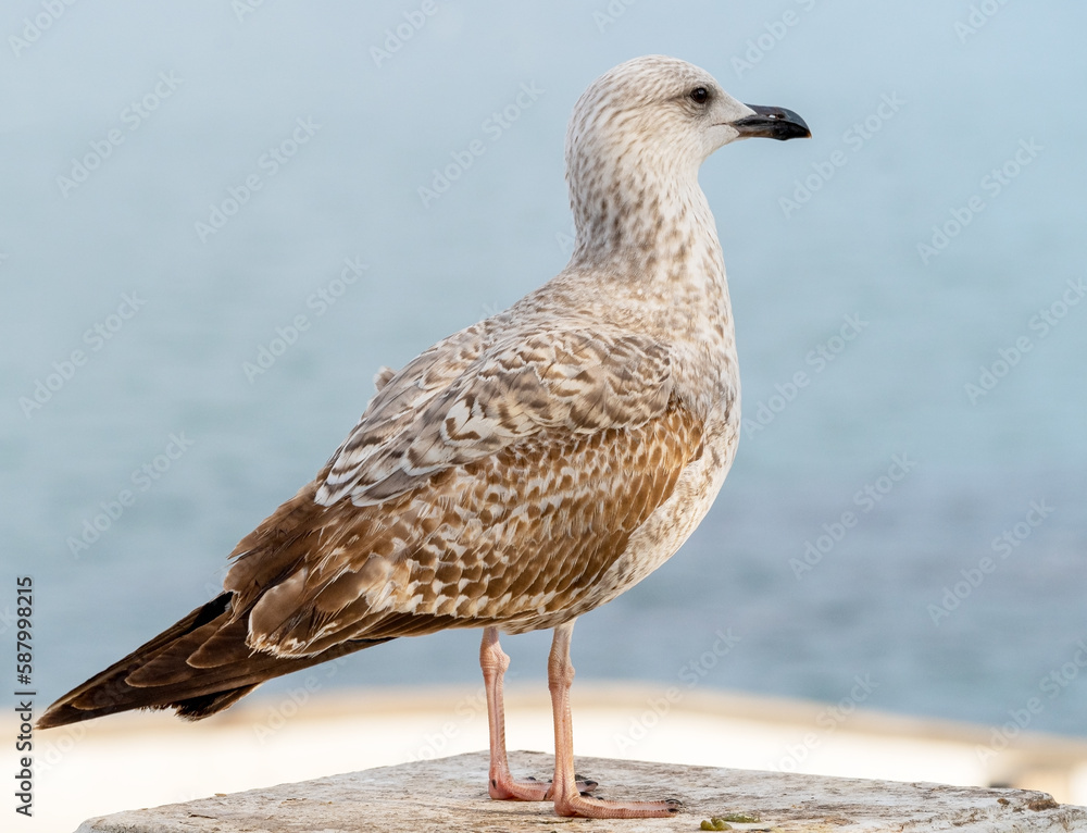 Obraz premium White and grey seagull