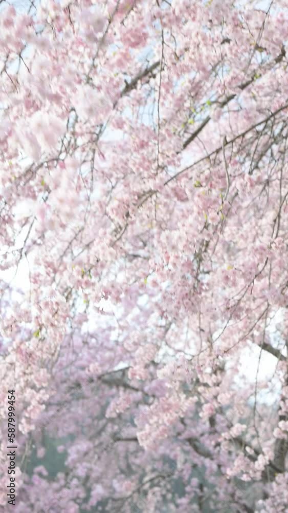 桜吹雪が美しい背景に使いやすい春の様子 下からのあおり 縦 桜吹雪が美しい背景に使いやすい春の様子 下からのあおり 縦