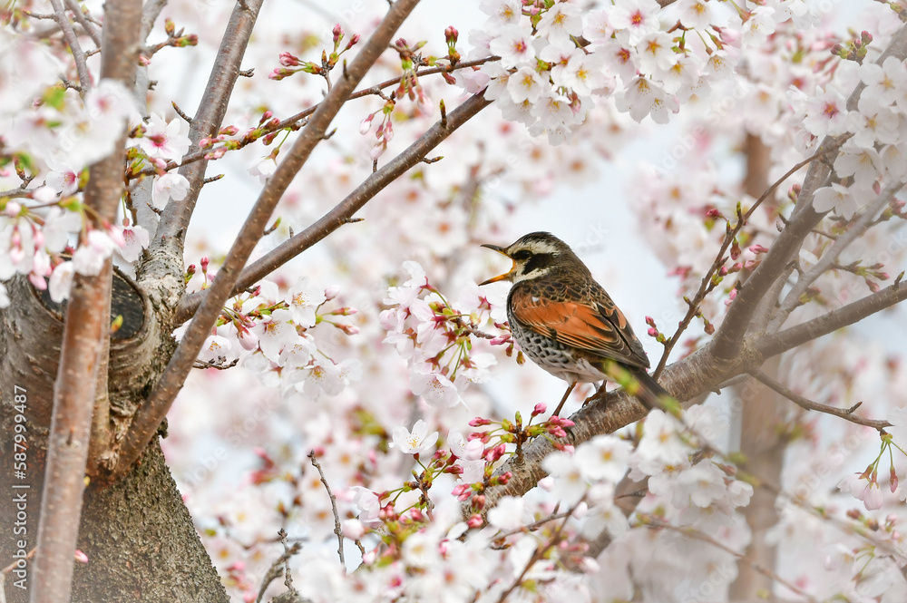 Fototapeta premium 春の満開の桜と身近な渡り鳥ツグミ