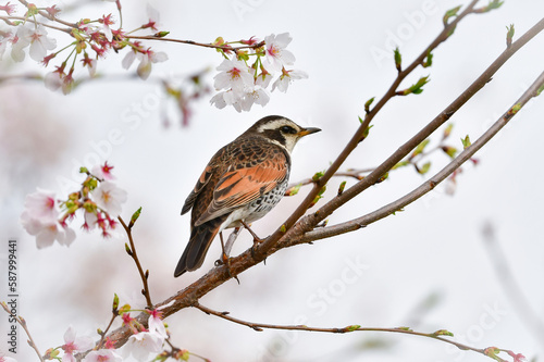 春の満開の桜と身近な渡り鳥ツグミ