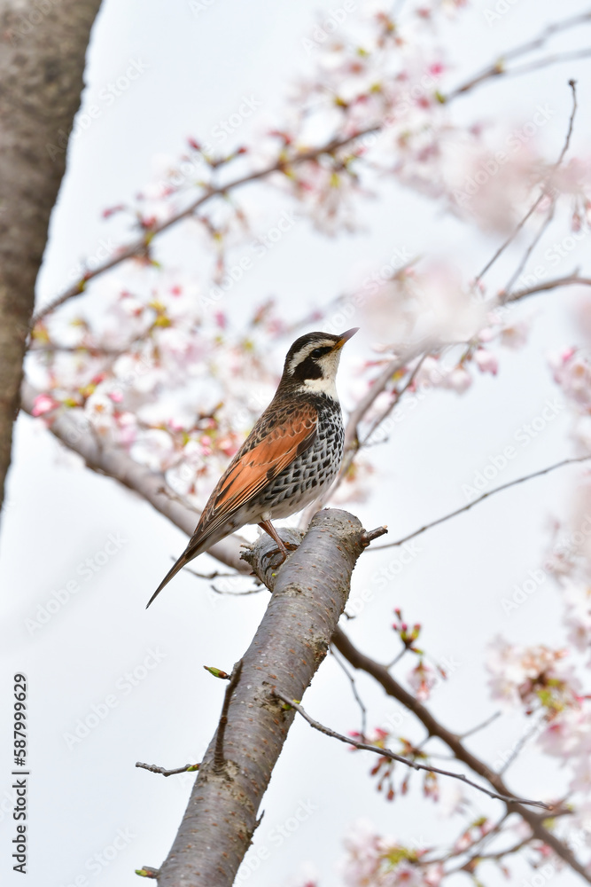 春の満開の桜と身近な渡り鳥ツグミ 春の満開の桜と身近な渡り鳥ツグミ