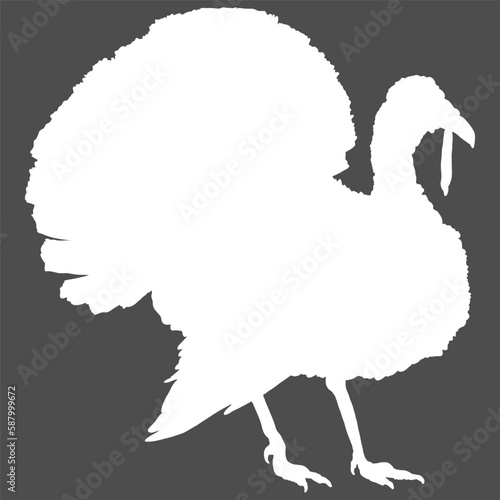 Vector White Silhouette of Turkey. Farm Bird Illustration.