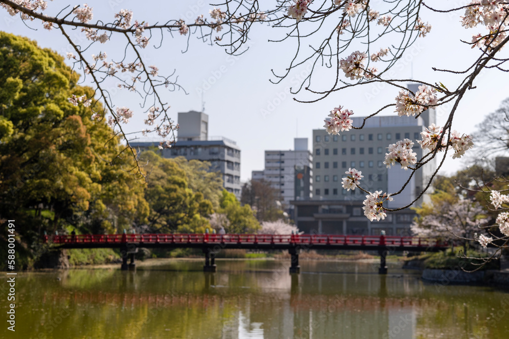 Obraz premium 桜の咲く天王寺公園の河底池と茶臼山古墳(2023年4月1日撮影)