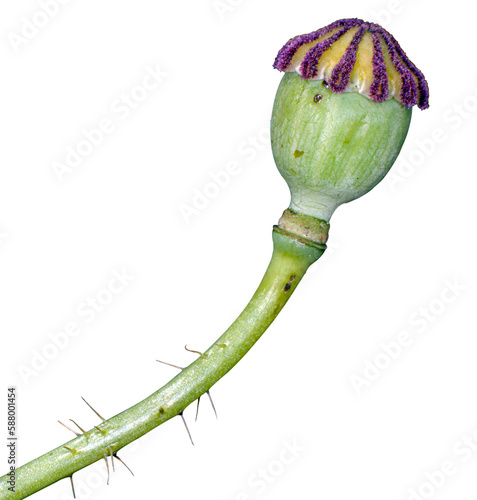 Fototapet coquelicot fané sur fond transparent, PNG