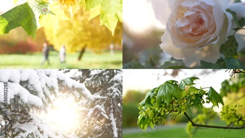 Seasons - collage with the image of nature at different times of the year. A beautiful collage - autumn, winter, spring, summer - four seasons.