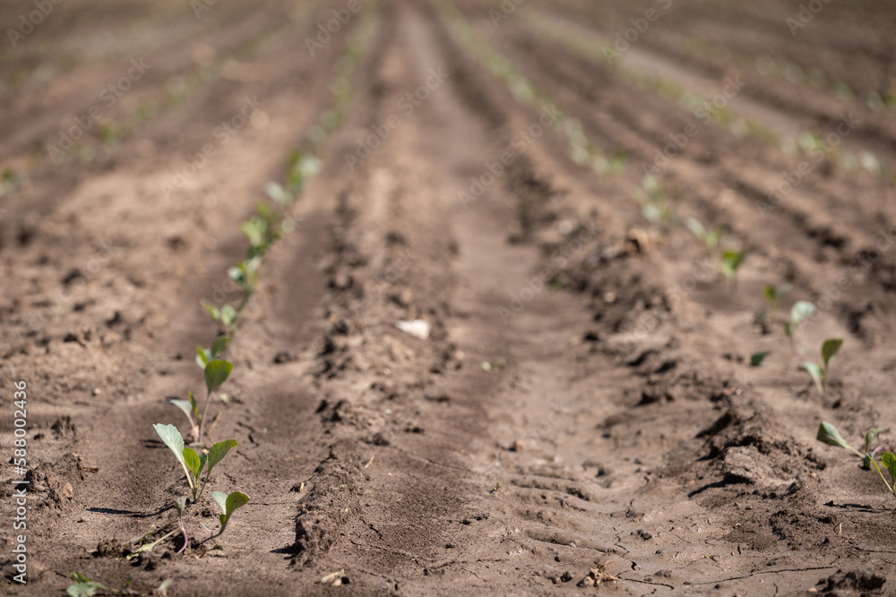 Young salad leaves grow in the field. Vegetable rows, agriculture. Landscape with agricultural lands. Young salad leaves grow in the field. Vegetable rows, agriculture. Landscape with agricultural lands.