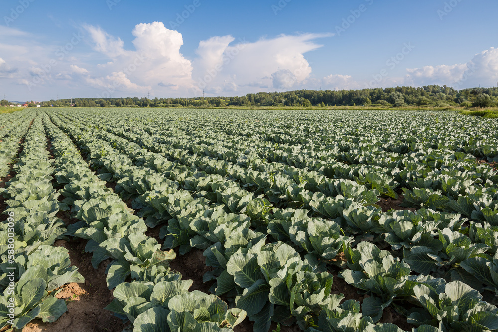 Fototapeta premium A field with beds of organic cabbage. Fresh green cabbage leaves closeup. Agriculture. Healthy diet.