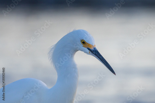 great heron