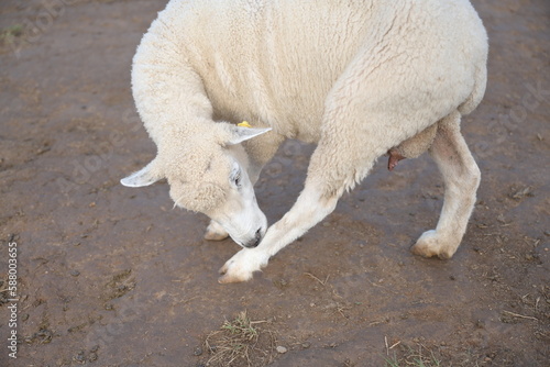 A fluffy sheep is gently biting with teeth  the back leg to clean or remove dirt and insect infestations on the legs. A large coridel sheep with a yellow tag at the left ear scratching due to itching
