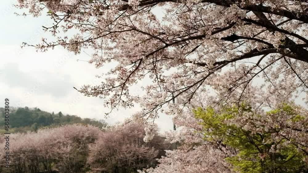 Rain of cherry blossoms. Sakura tree in japanese spring. Rain of cherry blossoms. Sakura tree in japanese spring.