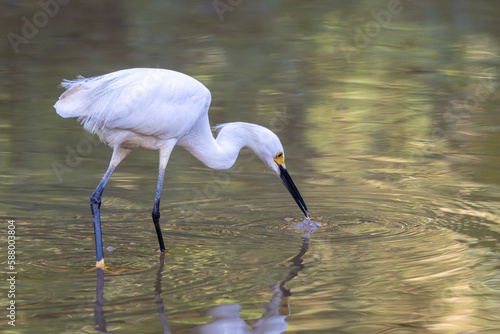 white heron ardea cinerea