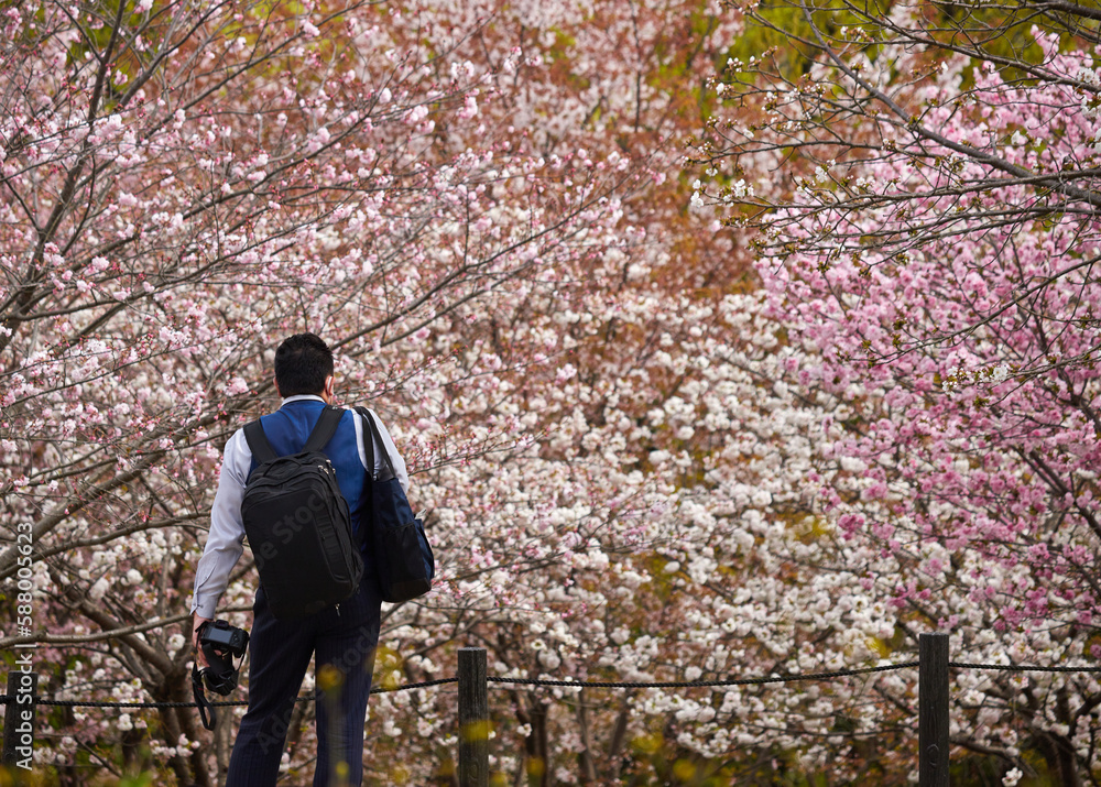 桜の咲く公園で花見している人々の姿 桜の咲く公園で花見している人々の姿