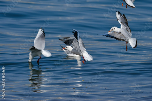 青い海で羽ばたく海辺の冬の渡り鳥ユリカモメ